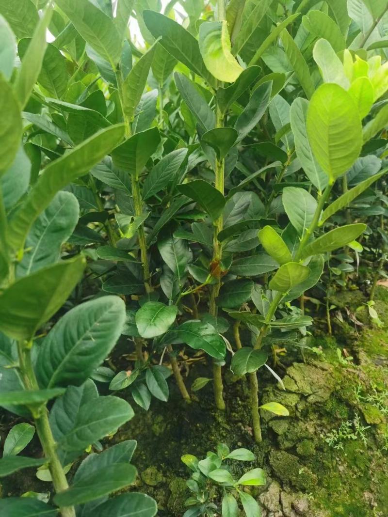广东香水柠檬苗，一手货源，产地直发，欢迎进店咨询