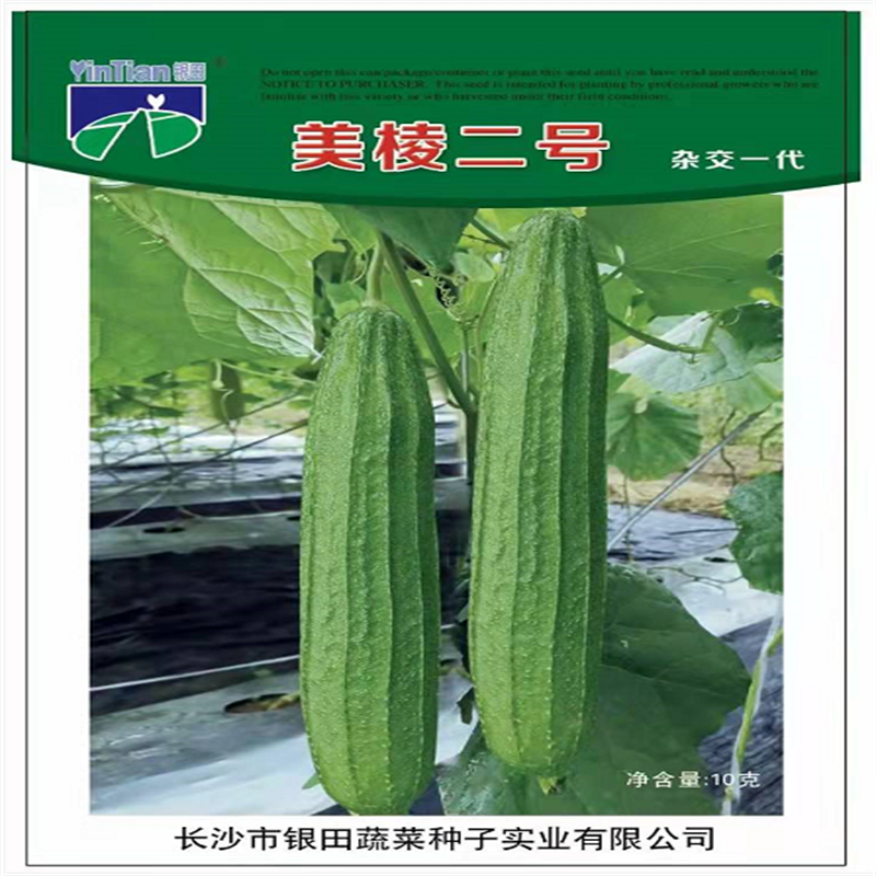 棱丝瓜种子八棱棱角高产八角长四季蔬菜特大超长种籽长孑春季