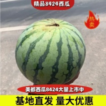 8424西瓜大量上市甜度高质量保证大量出货中来电咨询