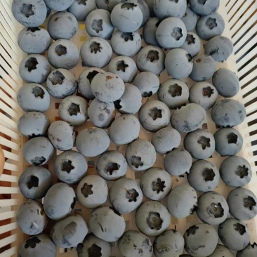 蓝莓，精品新鲜现摘蓝莓，口感好质量保证欢迎咨询订购