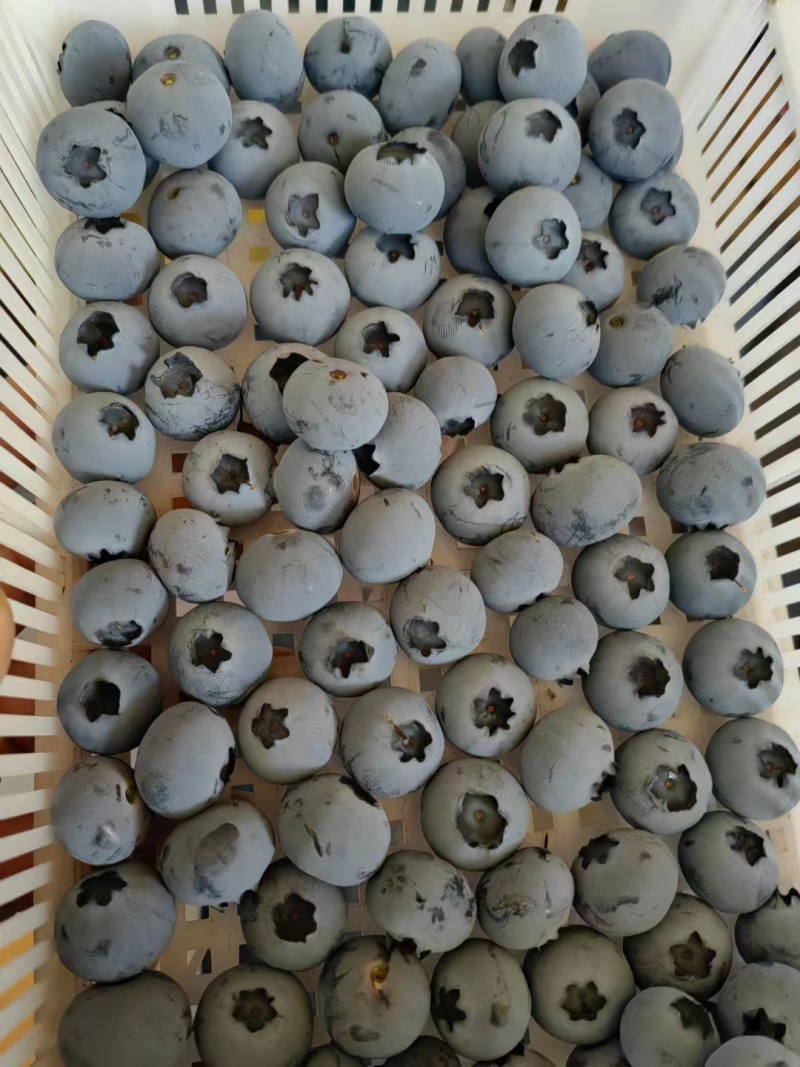蓝莓，精品新鲜现摘蓝莓，口感好质量保证欢迎咨询订购