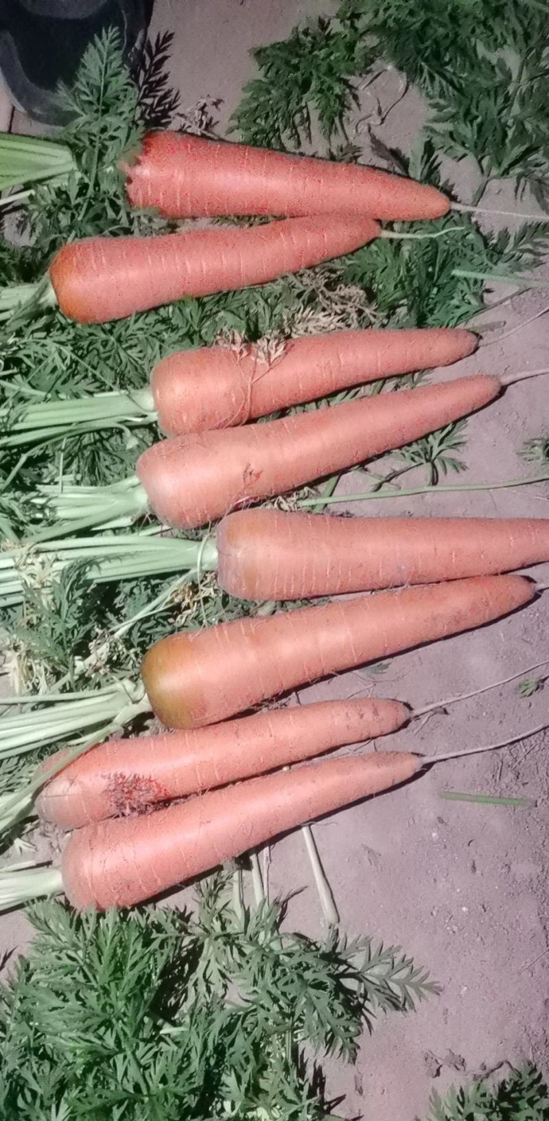三红胡萝卜新鲜胡萝卜，电商，水洗，土货，都有产地直供