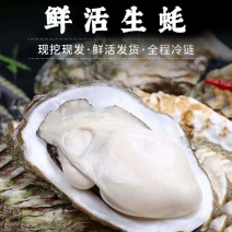 精品乳山生蚝肥度爆满规格齐全价格便宜货源充足