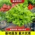 茉莉花精品基地直供，货源充足诚信经营，动起来。