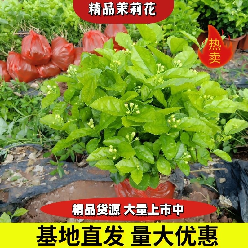 茉莉花精品基地直供，货源充足诚信经营，动起来。