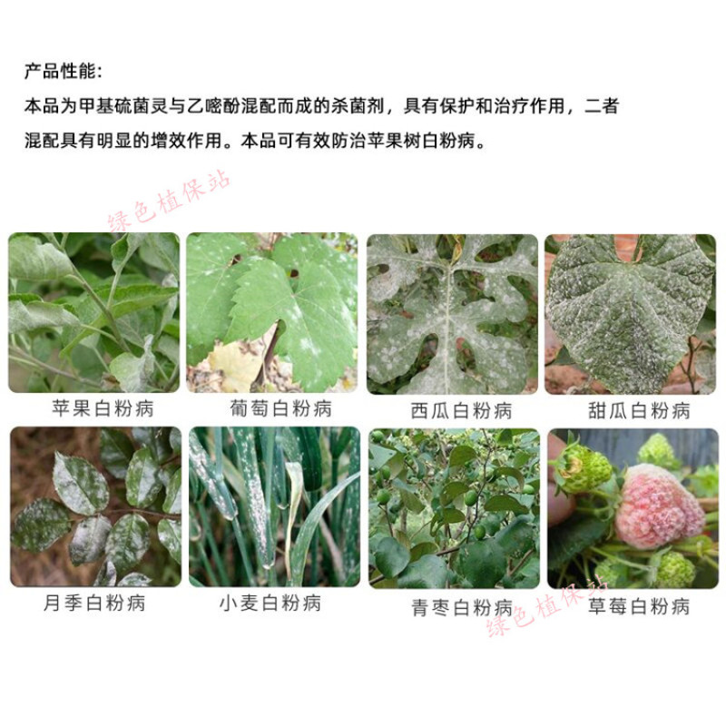 洗白70%甲硫乙嘧酚苹果白粉病黄瓜甜瓜白粉病果树蔬菜杀