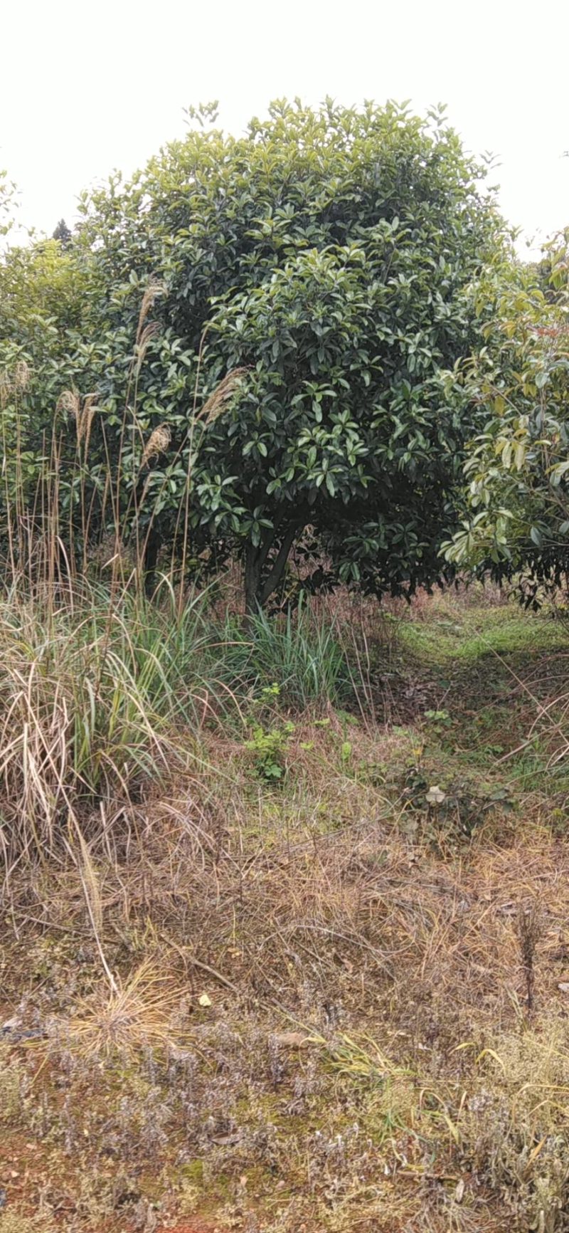 桂花树苗桂花盆栽室内外庭院花卉绿植金桂丹桂沉香桂四季桂盆景