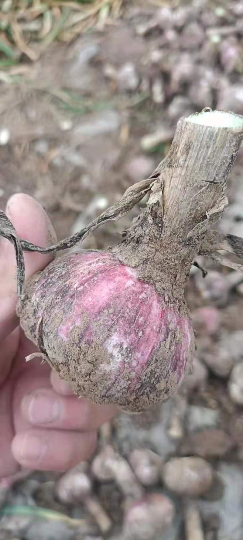 精品电商红皮干蒜大量有货源充足保证一手货价格美丽质量很好