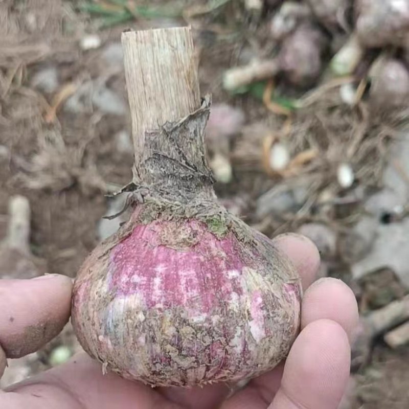 精品电商红皮干蒜大量有货源充足保证一手货价格美丽质量很好