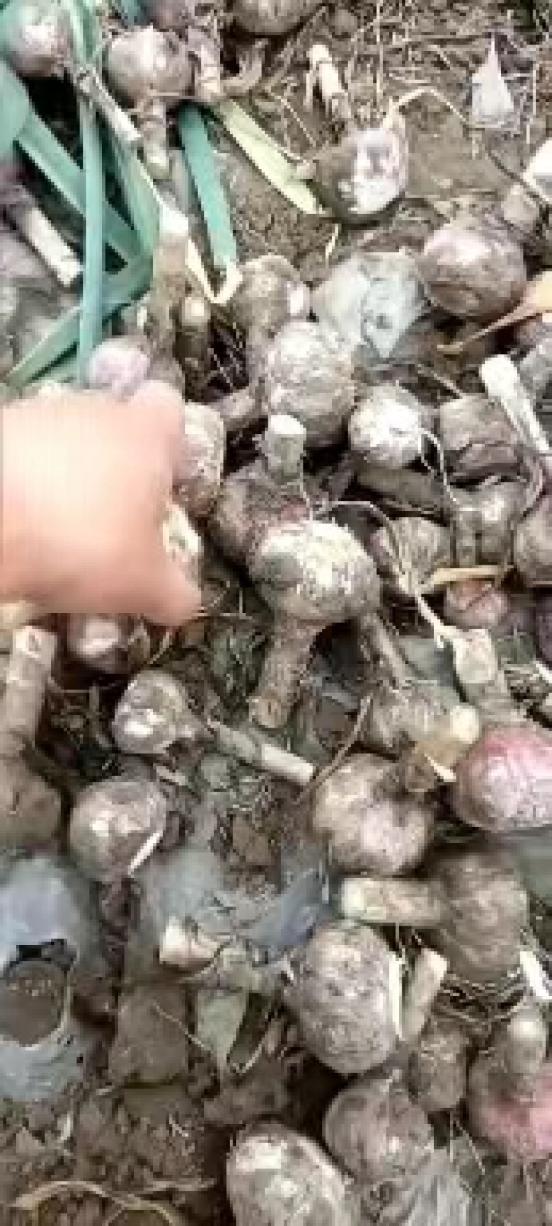 精品电商红皮干蒜大量有货源充足保证一手货价格美丽质量很好