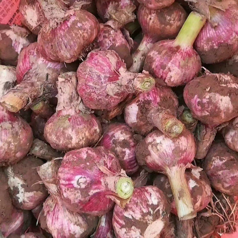 精品电商红皮干蒜大量有货源充足保证一手货价格美丽质量很好