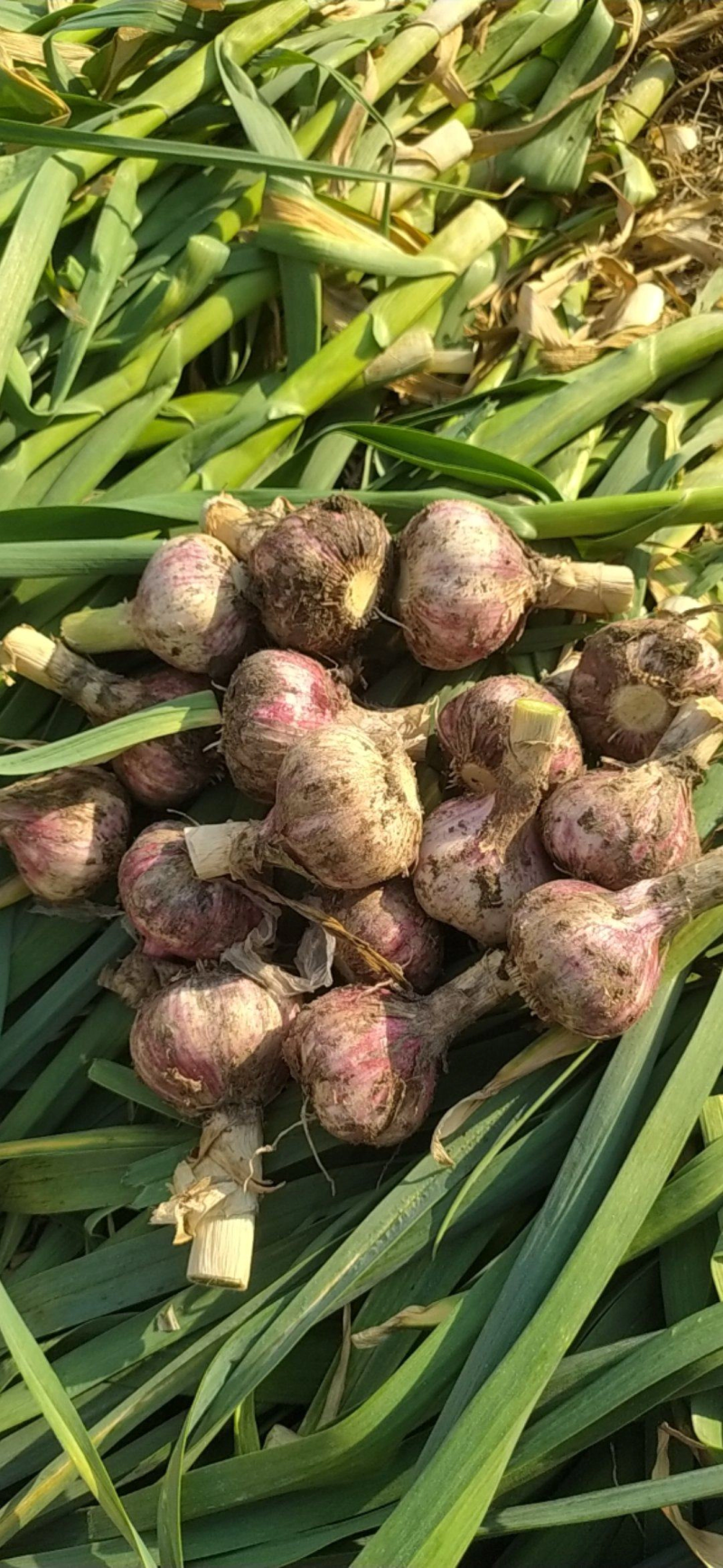 精品电商红皮干蒜大量有货源充足保证一手货价格美丽质量很好