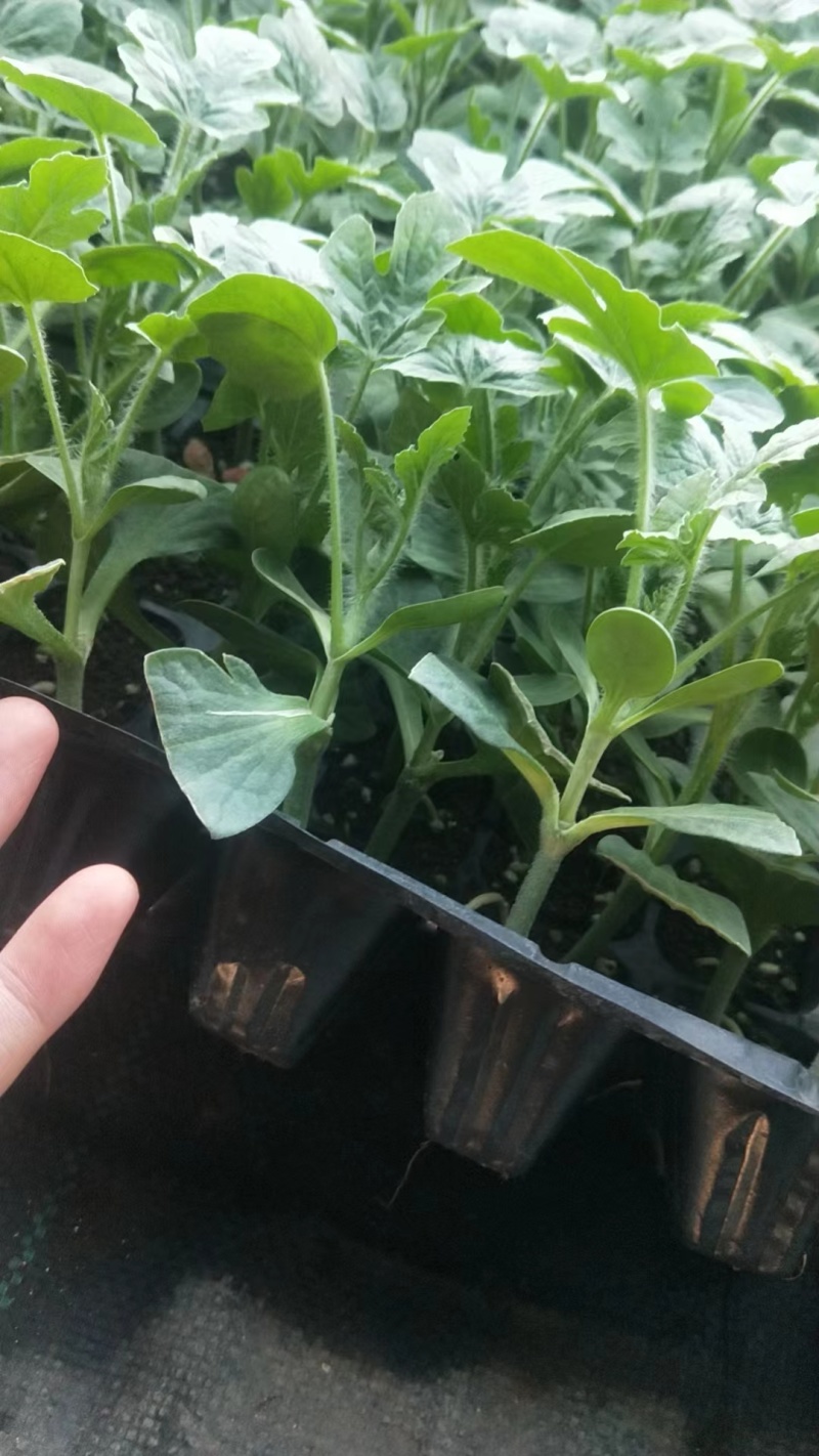 美都嫁接苗抗重茬苗子健壮根系发达包技术指导