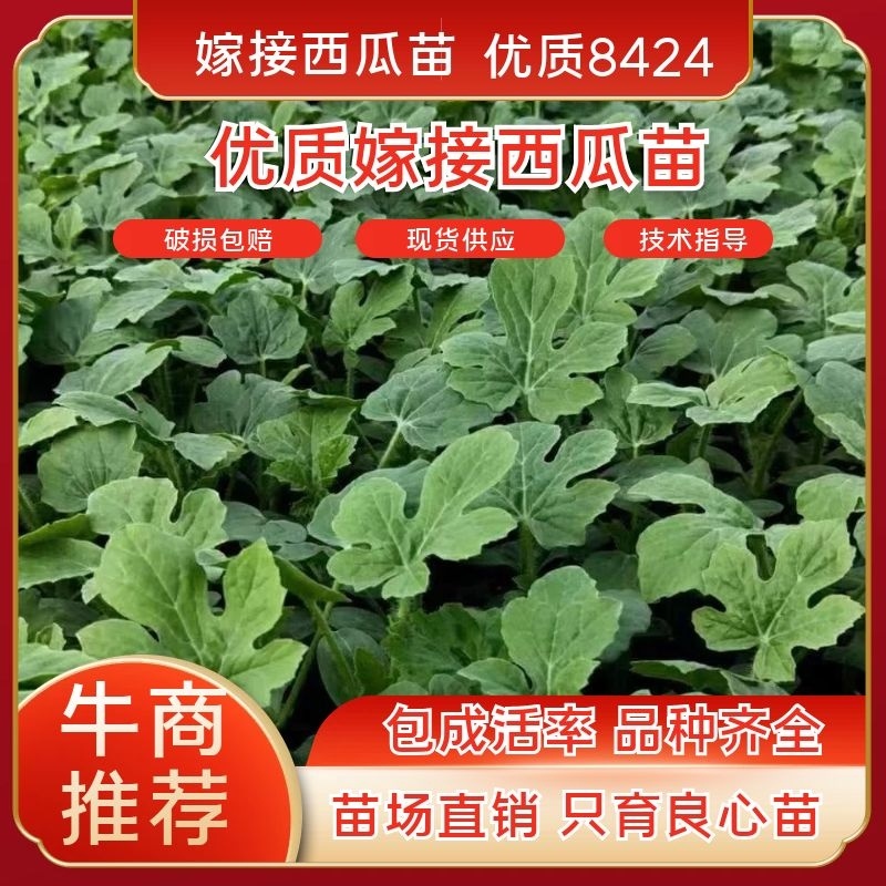 8424精品嫁接西瓜苗壮苗无病癍苗场直销品种齐全