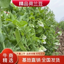 精品荷兰豆甜豆拉丝甜豆大量供应优质货源视频看货质量保障
