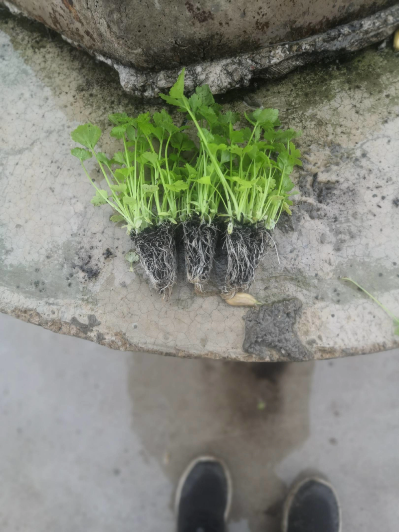【精品货源】芹菜苗基地直供包成活电话可优惠全国供应