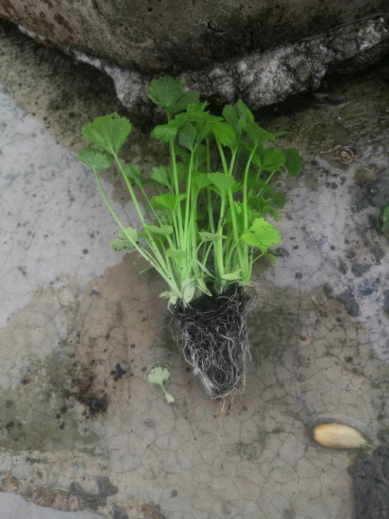 【精品货源】芹菜苗基地直供包成活电话可优惠全国供应