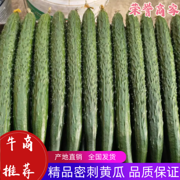 黄瓜量大从优商超直供欢迎咨询品质优良