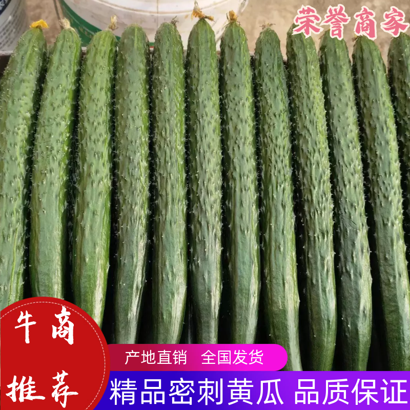黄瓜量大从优商超直供欢迎咨询品质优良
