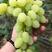 维多利亚葡萄大量上市河北产地供应质量保证全国发货