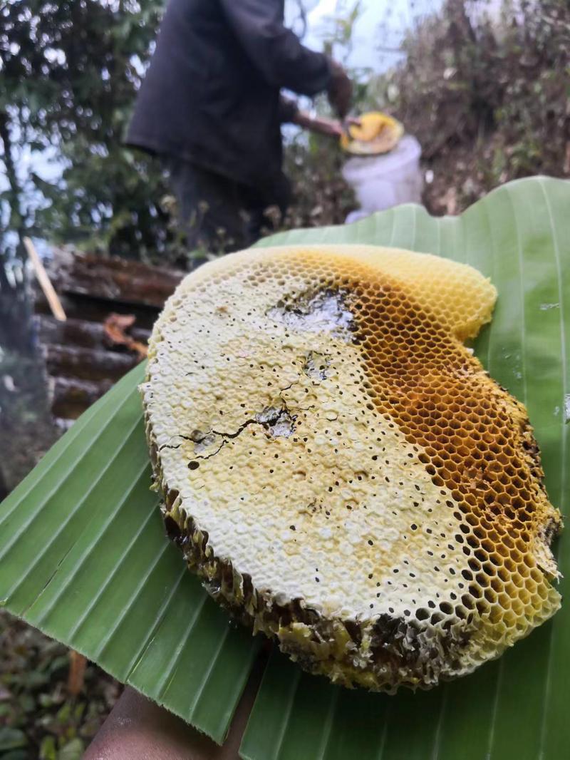 云南高山黑蜜大量供应野蜂蜜产地直销质量上乘量大价优
