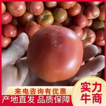 西红柿/山东西红柿/莒县西红柿/硬粉西红柿全国发货