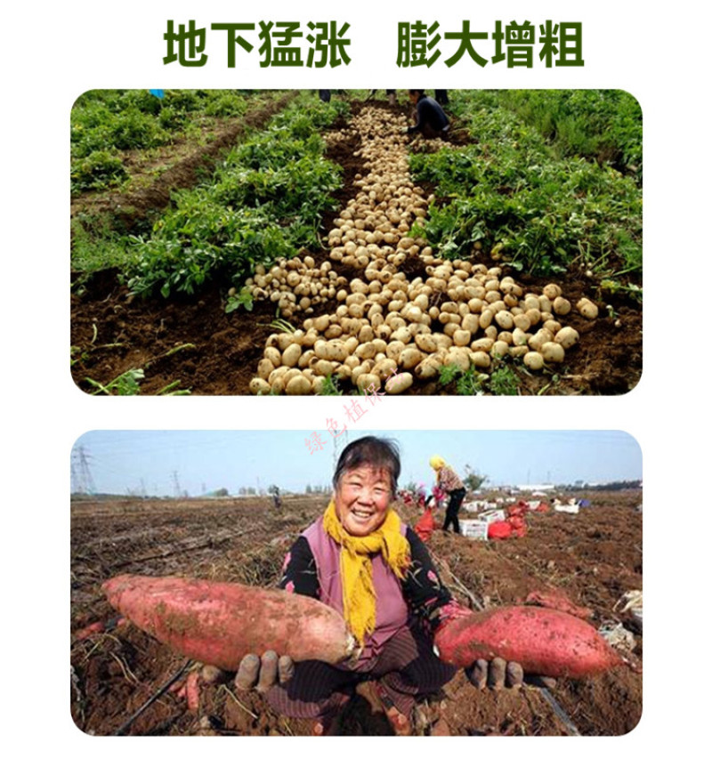 氯胆萘乙酸根茎膨大剂马铃薯葱姜蒜花生洋葱土豆红薯地下块茎