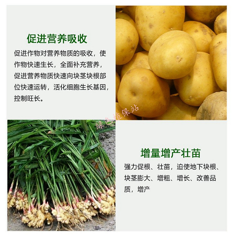 氯胆萘乙酸根茎膨大剂马铃薯葱姜蒜花生洋葱土豆红薯地下块茎