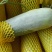 羊角蜜，大量上市，一手资源，基地直发，大量出售