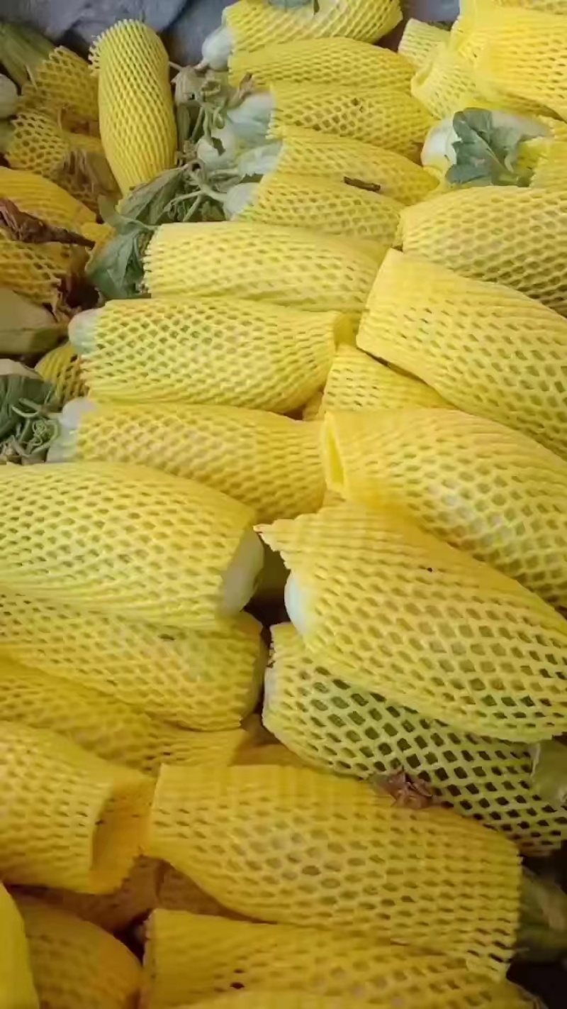 羊角蜜，大量上市，一手资源，基地直发，大量出售