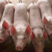 三元仔猪猪场直供包品种包存活包防疫免费检疫