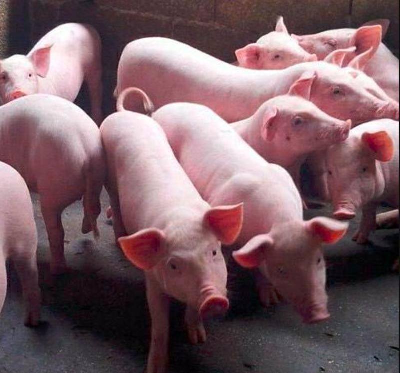 三元仔猪猪场直供包品种包存活包防疫免费检疫