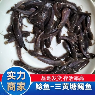 正宗本地塘鲺鱼苗胡子鲶鱼苗三黄塘角鱼塘角鱼苗淡水饲
