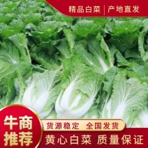 甘肃定西临洮黄心大白菜，保质保量，代发全国。