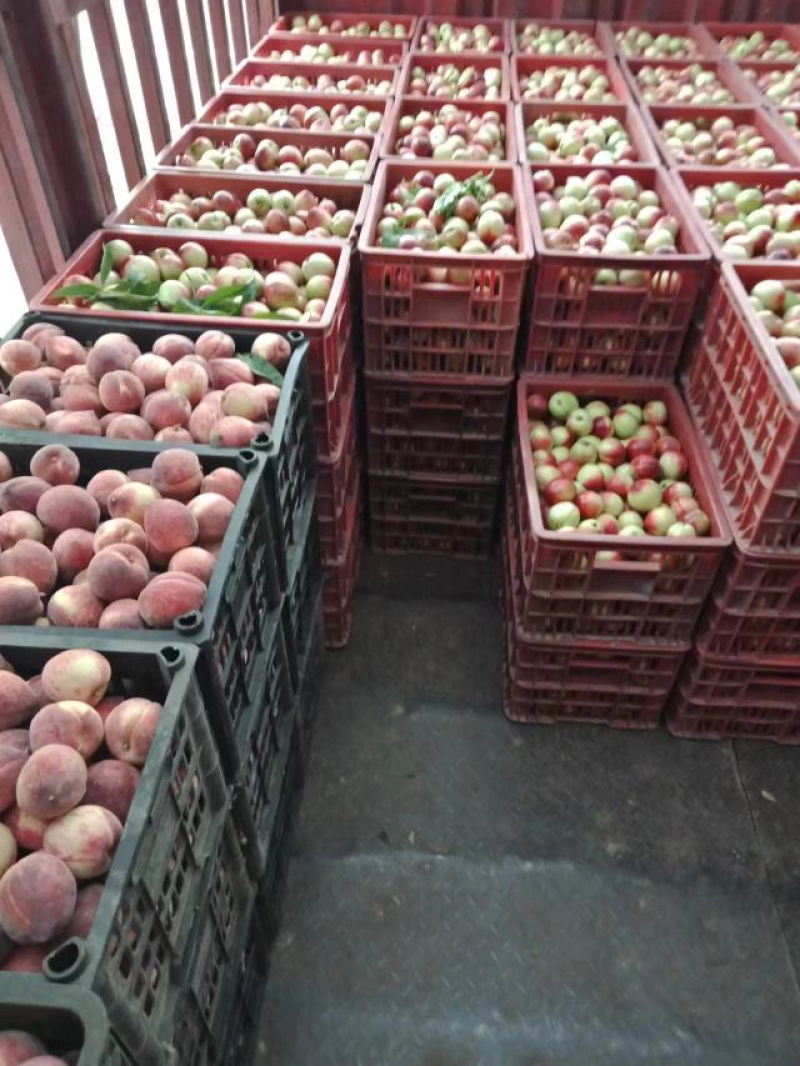 【好货】精品毛桃产地现摘现发品质保证量大从优全国发货