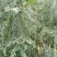 新鲜现摘柏树叶侧柏叶扁柏叶泡酒生发增发水乌发养发熏腊肉熏