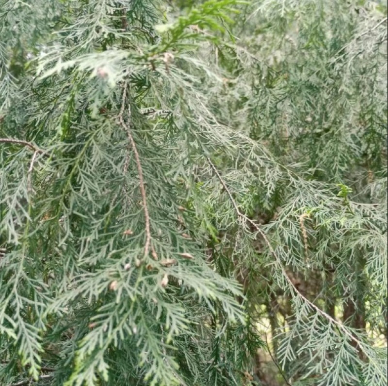 新鲜现摘柏树叶侧柏叶扁柏叶泡酒生发增发水乌发养发熏腊肉熏