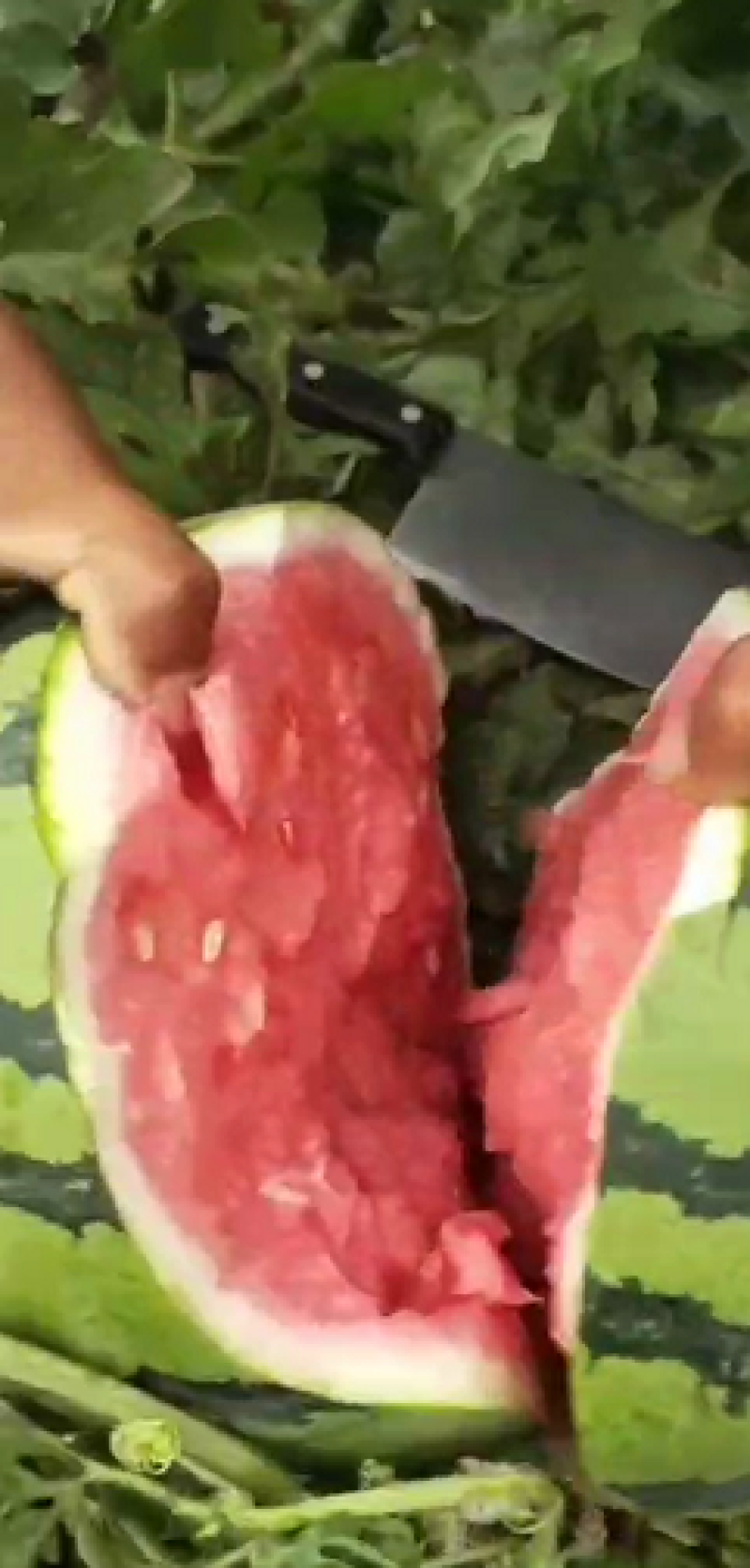 美都西瓜江苏产地发货皮薄瓜甜可视频看货欢迎来产地拉货
