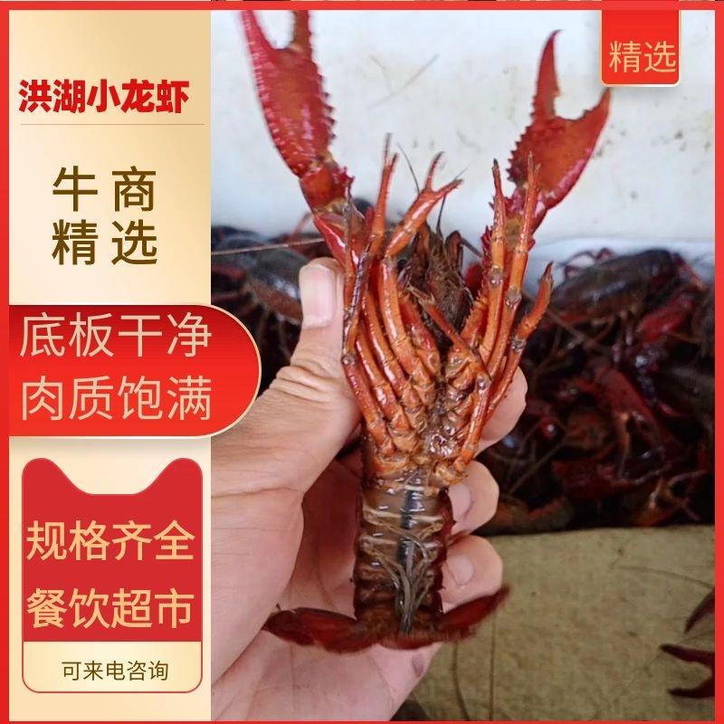 洪湖小龙虾中红大红特红底板干净肉质饱满，一手货源！