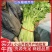 山东暖棚芹菜大量供应玻璃脆芹菜实心小山芹西芹产地批发