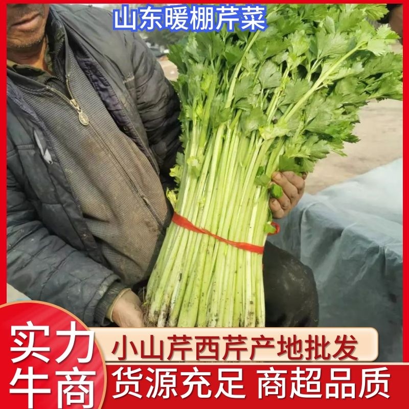 山东暖棚芹菜大量供应玻璃脆芹菜实心小山芹西芹产地批发