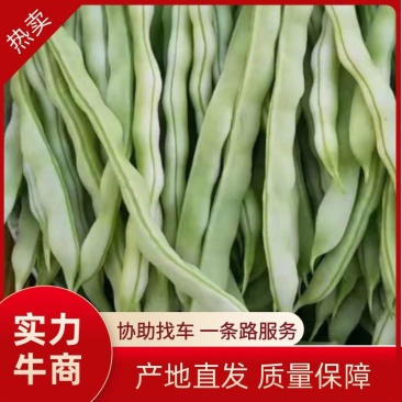 芸豆上市优质九粒白芸豆白不老产地直销货源充足质优价廉