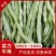 芸豆上市优质九粒白芸豆白不老产地直销货源充足质优价廉