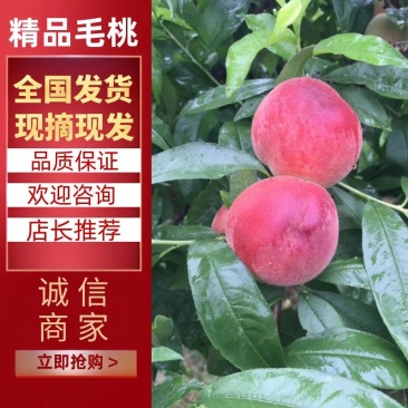 突围现摘现发品质保证供应各大市场电商