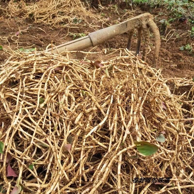 鱼腥草大量上市贵州产地直销又名折耳根质量上乘全国发货