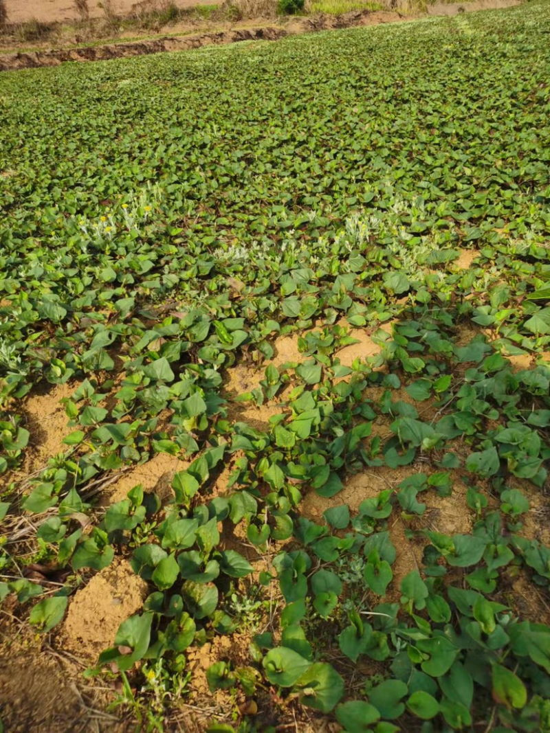 鱼腥草大量上市贵州产地直销又名折耳根质量上乘全国发货