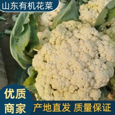 山东有机花大量供应菜花价格便宜了青梗白面质量好
