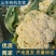 山东有机花大量供应菜花价格便宜了青梗白面质量好