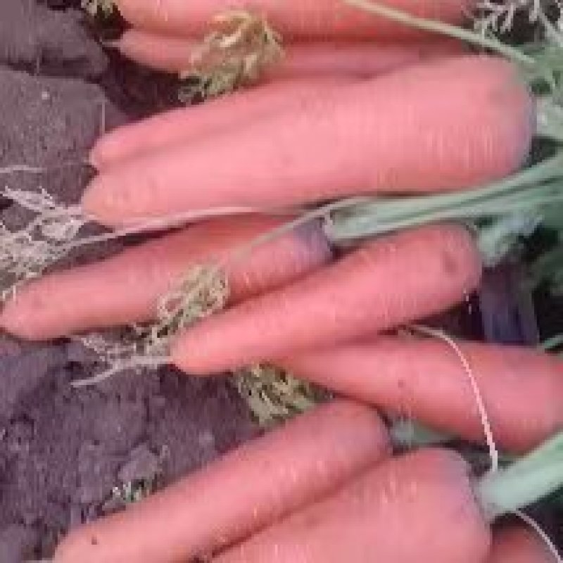 【牛商优选】红萝卜，大量上市中，诚信商家，质量保证