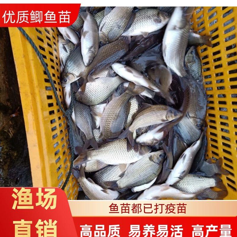 鲫鱼苗鱼塘养殖提供养殖技术鱼塘规划放养及售后服务